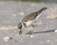 Charadrius wilsonia