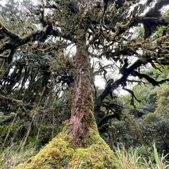 Podocarpus laetus