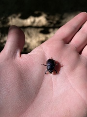 Geotrupes balyi