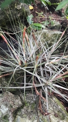 Tillandsia schiedeana