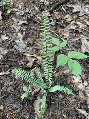 Asplenium platyneuron