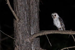 Tyto novaehollandiae