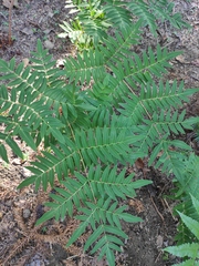 Osmunda japonica
