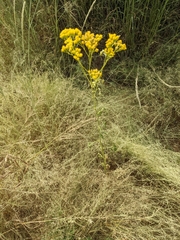 Hymenothrix wislizeni