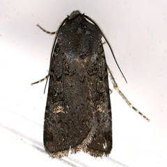 Euxoa velleripennis