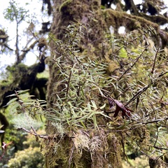 Podocarpus laetus