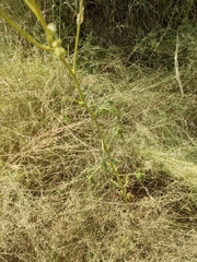 Hymenothrix wislizeni