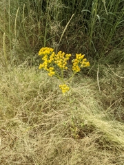 Hymenothrix wislizeni