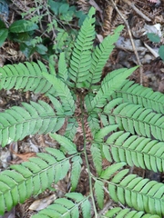 Arachniodes coniifolia