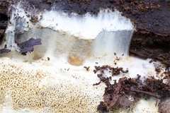 Wrightoporia avellanea