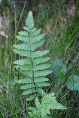 Thelypteris palustris