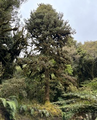 Podocarpus laetus