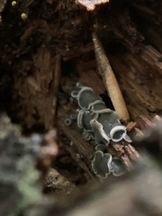 Chlorosplenium