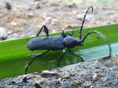 Ropalopus clavipes