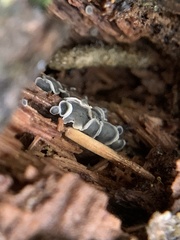 Chlorosplenium