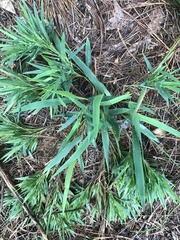 Dichanthelium acuminatum