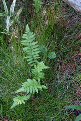 Thelypteris palustris