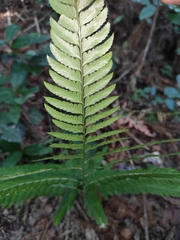 Arachniodes coniifolia