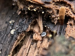 Chlorosplenium