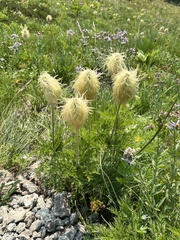 Pulsatilla occidentalis