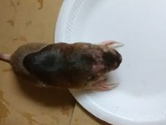 Geomys breviceps
