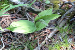 Cypripedium reginae