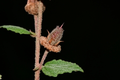 Hermannia inflata
