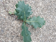Quercus