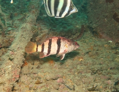 Hypoplectrodes nigroruber