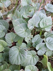 Viola odorata