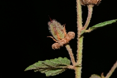 Hermannia inflata