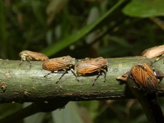 Aetalion reticulatum