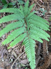 Arachniodes coniifolia