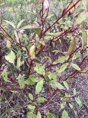 Cornus sericea