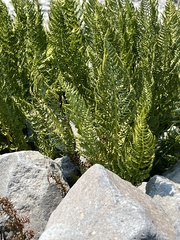 Athyrium americanum