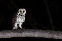 Tyto novaehollandiae