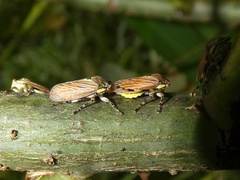 Aetalion reticulatum