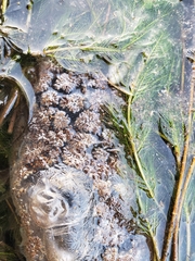 Pectinatella magnifica