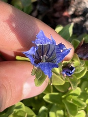 Gentiana calycosa