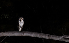 Tyto novaehollandiae