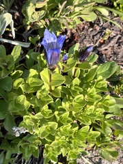 Gentiana calycosa