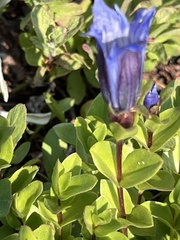 Gentiana calycosa