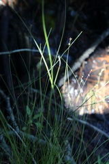 Carex echinata