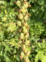 Pedicularis bracteosa