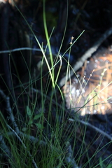 Carex echinata