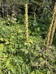Pedicularis bracteosa