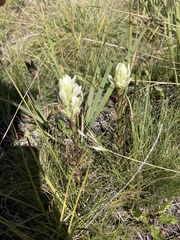 Castilleja occidentalis