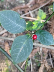 Lindera reflexa
