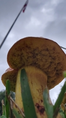 Pulchroboletus rubricitrinus image