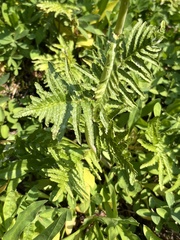 Pedicularis bracteosa